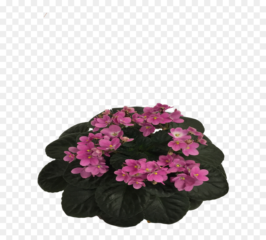 African Violet Png - African Violets, Transparent Png - pansy png