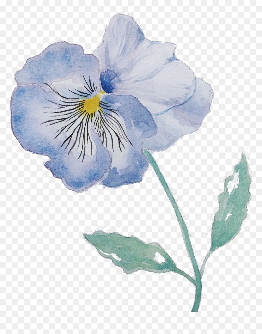 Pansy, HD Png Download - pansy png