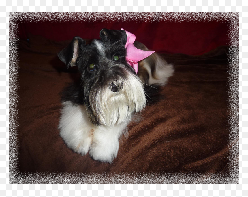 New Puppies Have Arrived - Companion Dog, HD Png Download - schnauzer png