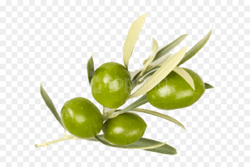 Transparent Olive Png - Real Olives Leaves Png, Png Download - olive branches png
