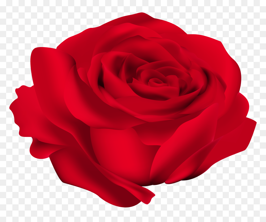 Rose Flower Clip Art, HD Png Download - babys breath png