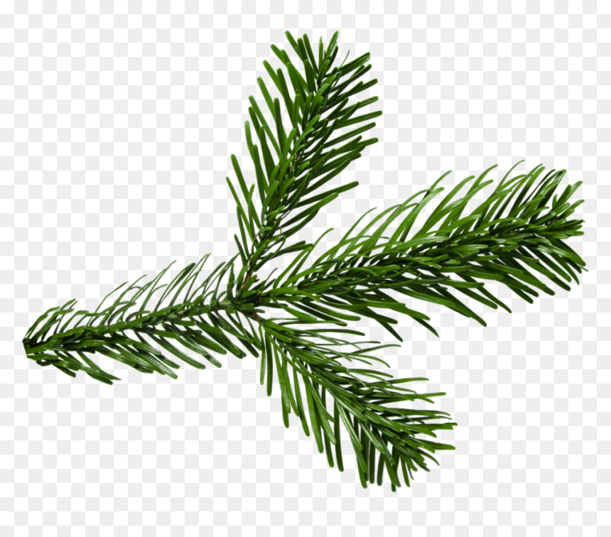 Png Pine Branch - Portable Network Graphics, Transparent Png - pine needles png