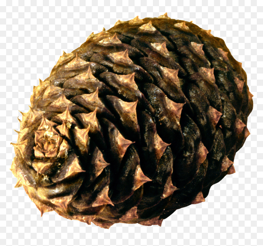 Шишка Пнг, HD Png Download - pine needles png