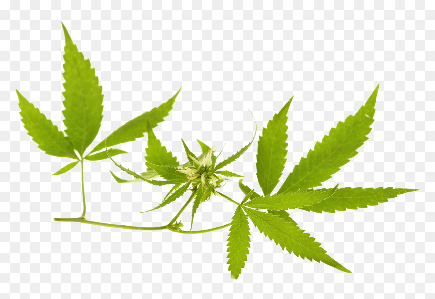 Cannabis Banner Png, Transparent Png - marijuana png