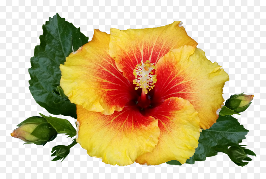Hibiscus, HD Png Download - hibiscus png