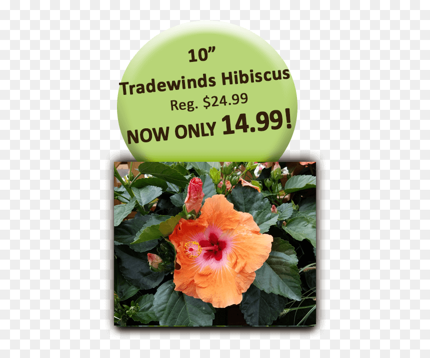 Hawaiian Hibiscus, HD Png Download - hibiscus png