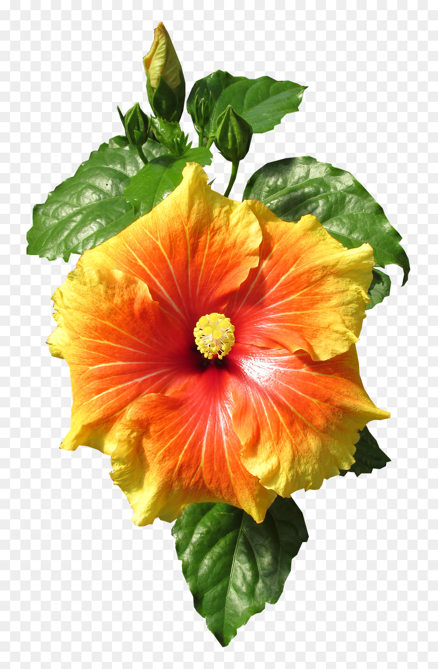 Oranger Hibiskus Png, Transparent Png - hibiscus png