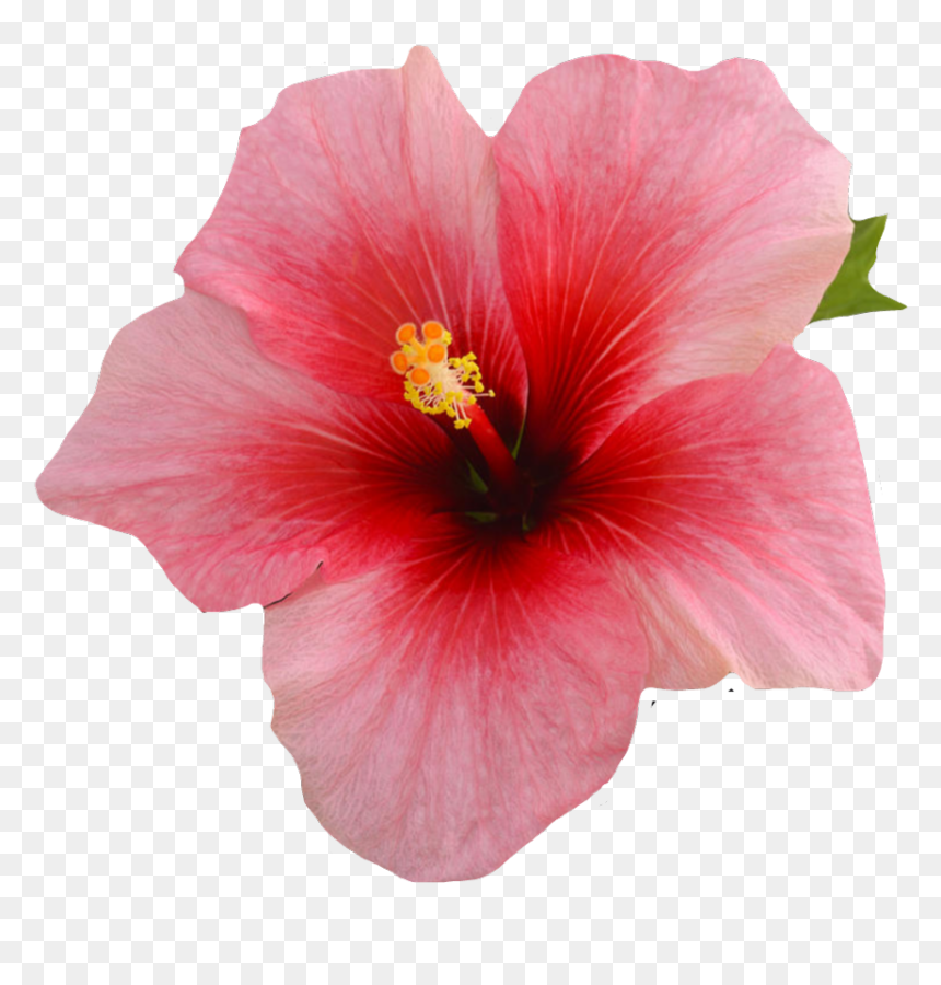 Single Hibiscus Flower On A Black Background, HD Png Download - hibiscus png