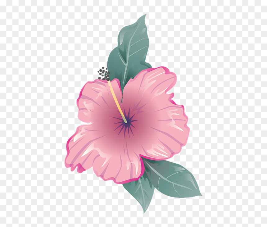 Like Comment Subscribe Girly, HD Png Download - hibiscus png