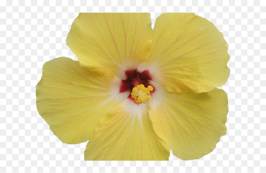 Hawaiian Hibiscus, HD Png Download - hibiscus png