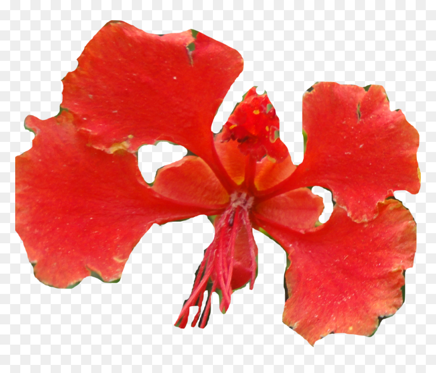 Caesalpinia, HD Png Download - hibiscus png