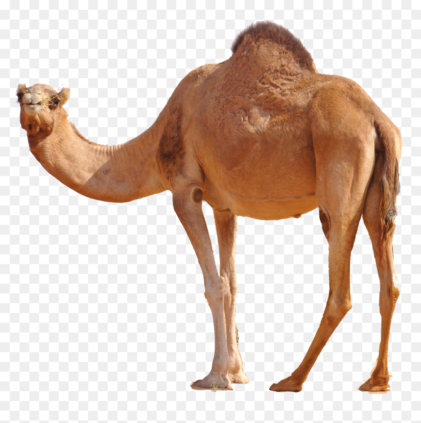 Camel Png, Transparent Png - animal png