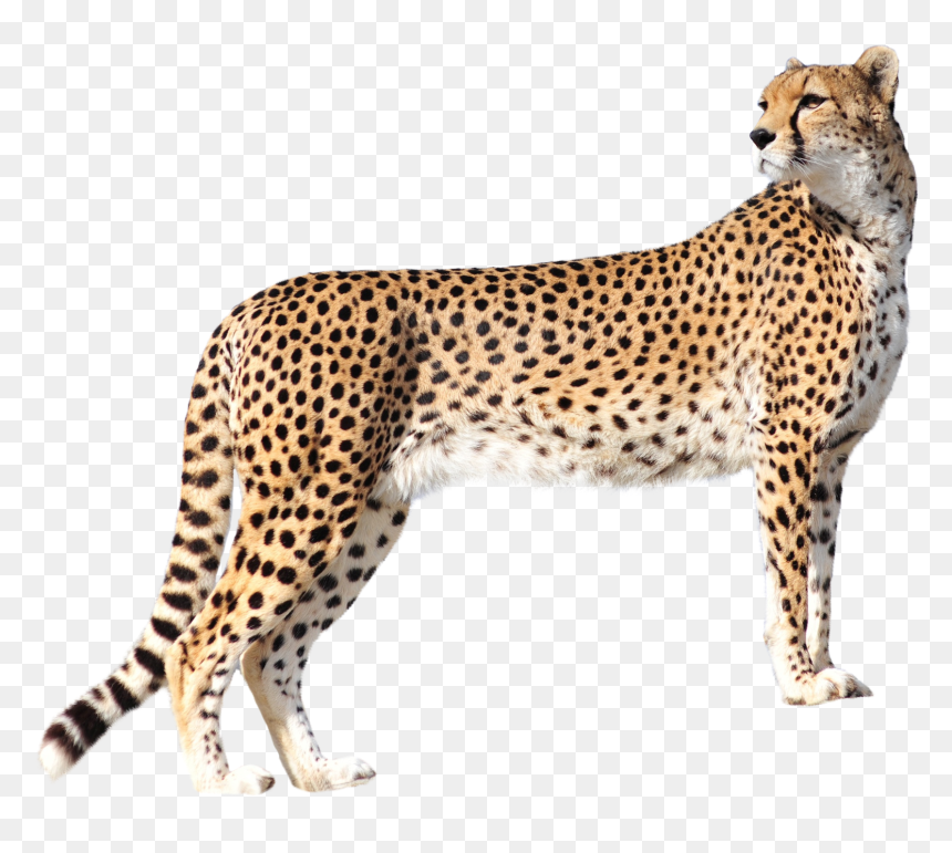 Leopard Png, Transparent Png - animal png