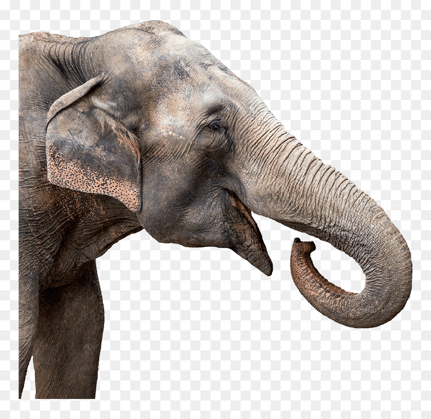 Elephant Unicorn, HD Png Download - animal png