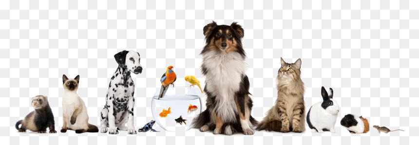 All Pets, HD Png Download - animal png