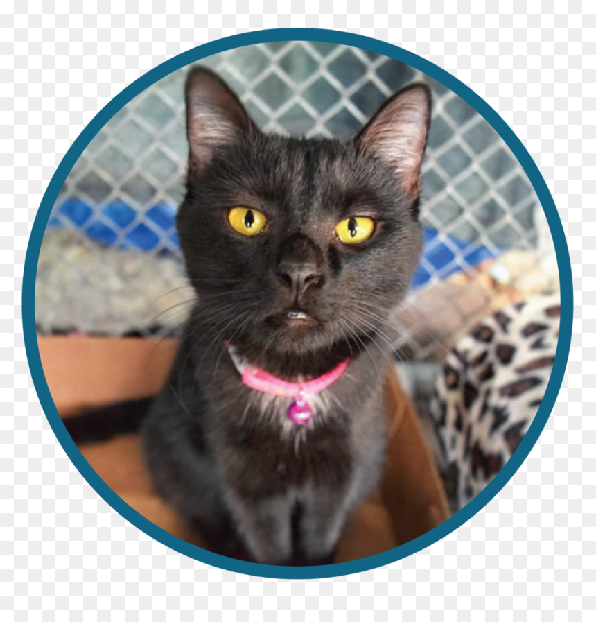 Black Cat, HD Png Download - animal png