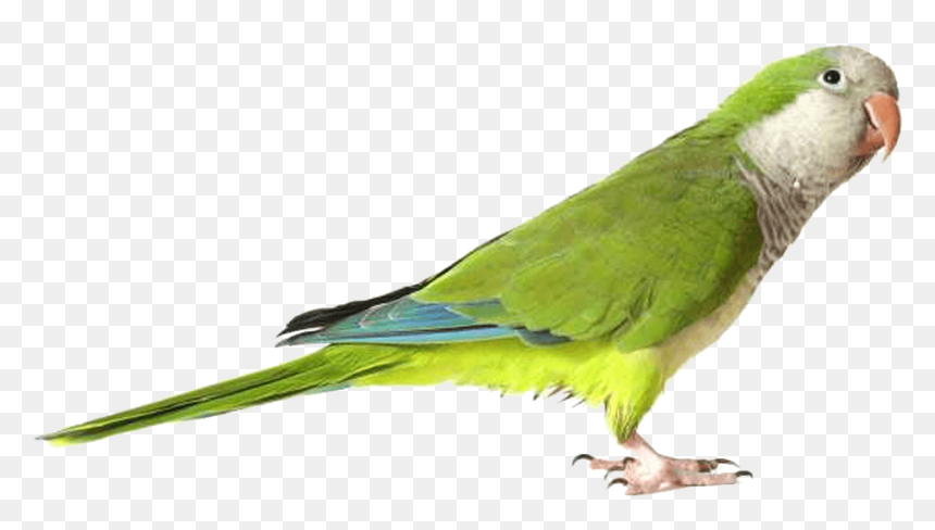 Quaker Parrot, HD Png Download - parrot png