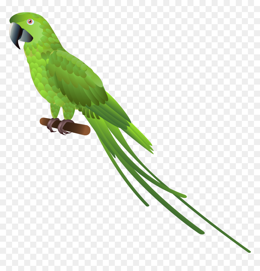 Eagle Parrot And Pigeon, HD Png Download - parrot png