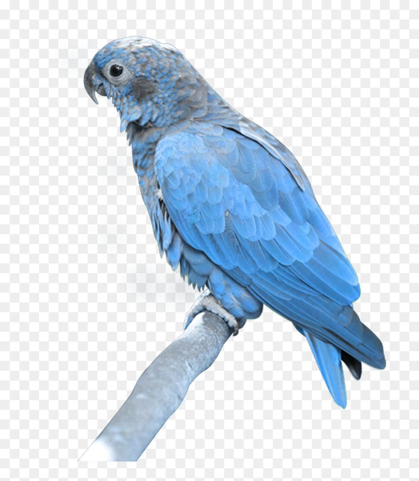Parrot Png, Transparent Png - parrot png
