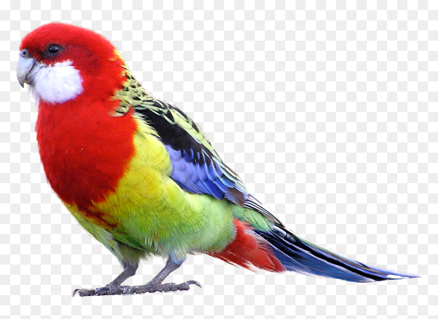 Eastern Rosella Png, Transparent Png - parrot png