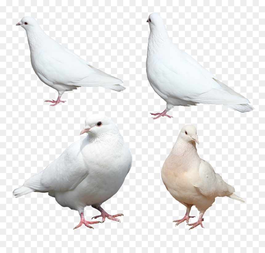 Doves Png, Transparent Png - doves png