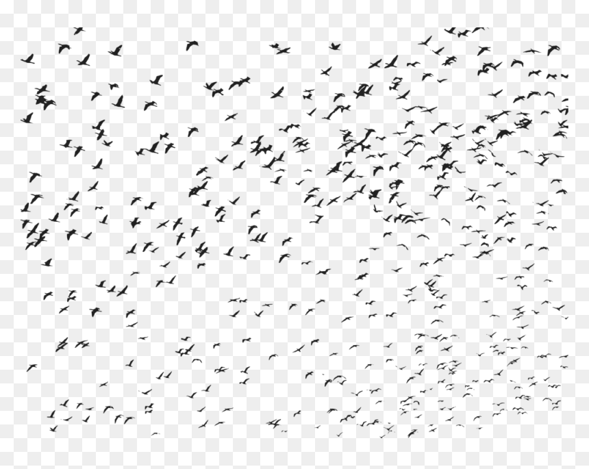 Flying Bird Birds Png, Transparent Png - birds flying png