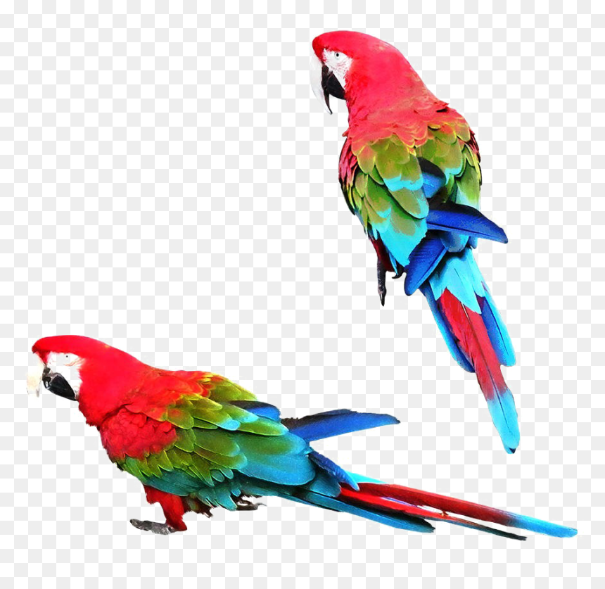 Macaw, HD Png Download - parrot png