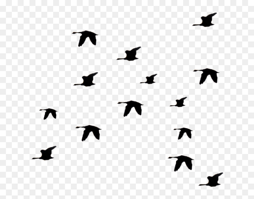Portable Network Graphics, HD Png Download - birds flying png
