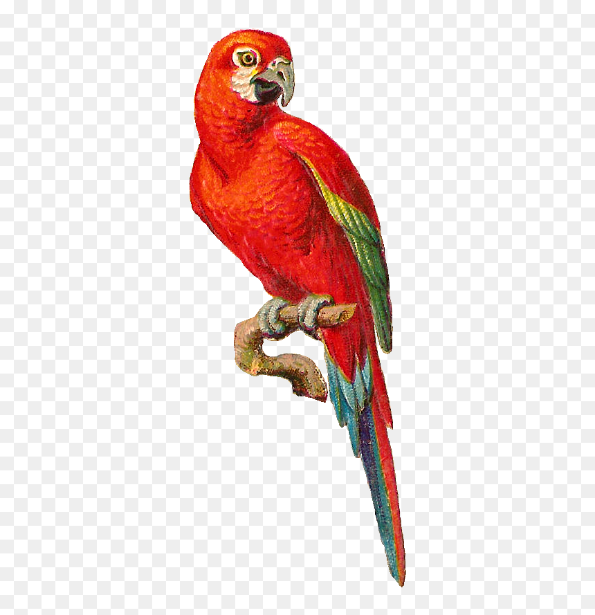 Macaw Bird Png Hd, Transparent Png - parrot png