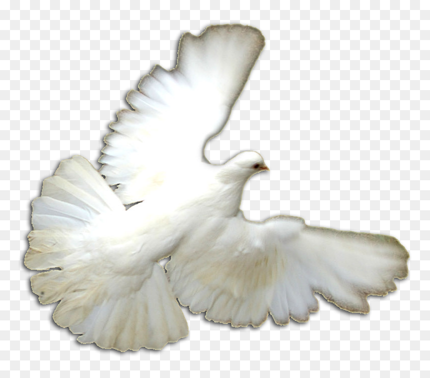 European Herring Gull, HD Png Download - doves png