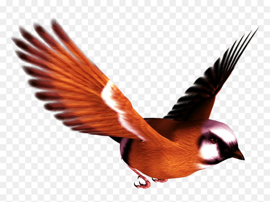 Birds Png, Transparent Png - birds flying png