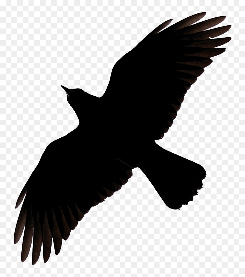 Raven In Flight Silhouette, HD Png Download - birds flying png