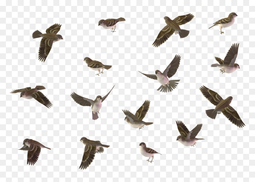 Bird Set House, HD Png Download - birds flying png