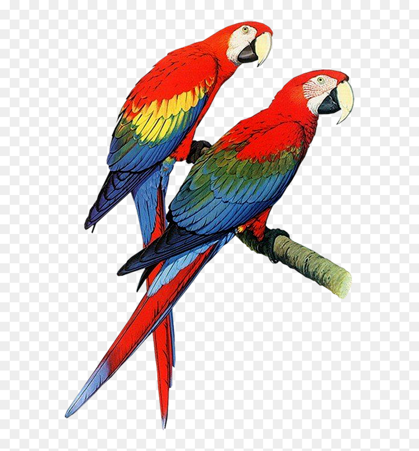 Parrots Clipart, HD Png Download - parrot png