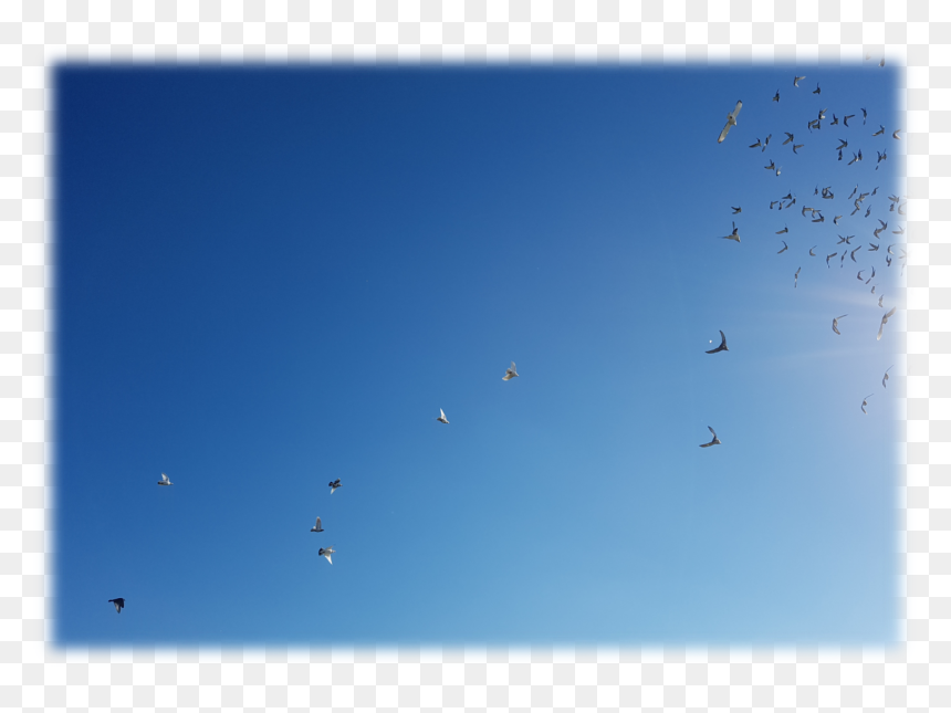 Freestyle Skydiving, HD Png Download - doves png