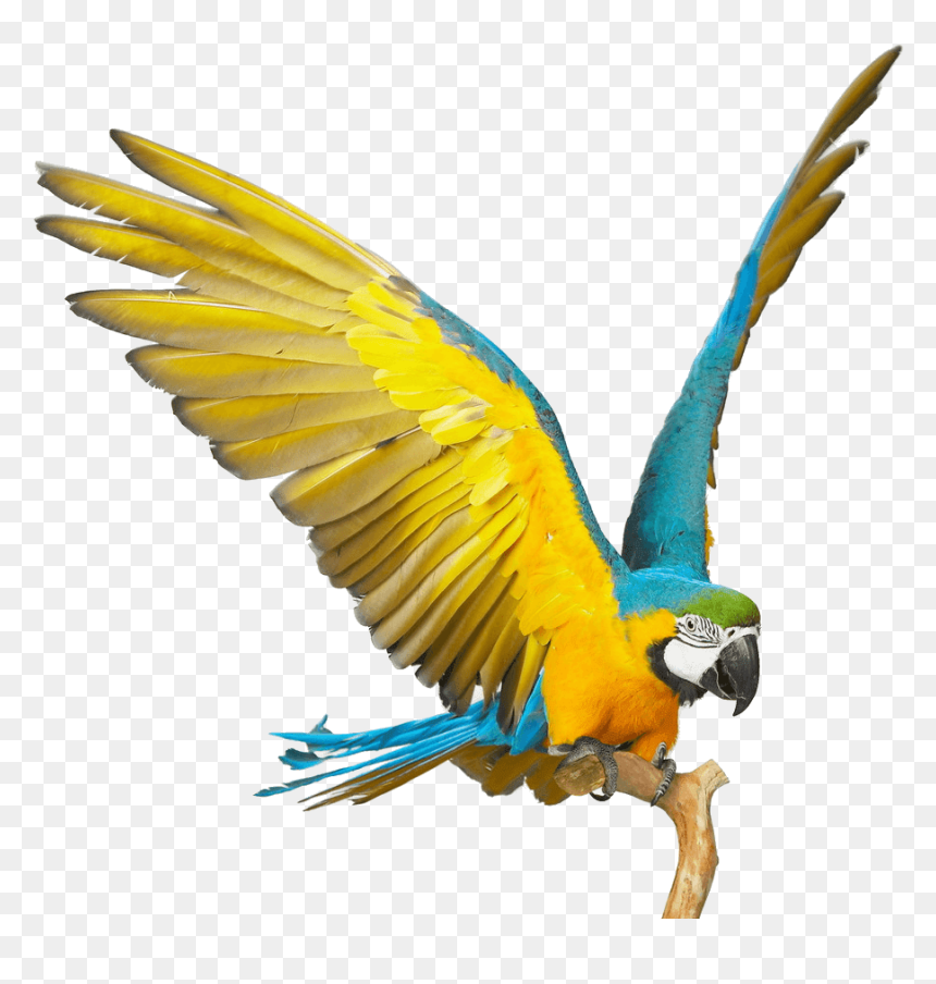 Blue And Gold Macaw Png, Transparent Png - parrot png