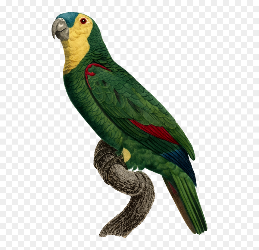 Parrot, HD Png Download - parrot png