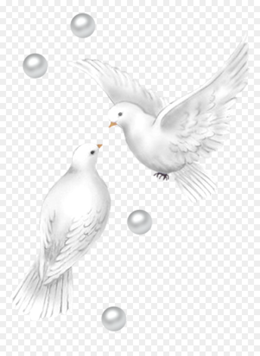 Love Roses, HD Png Download - doves png