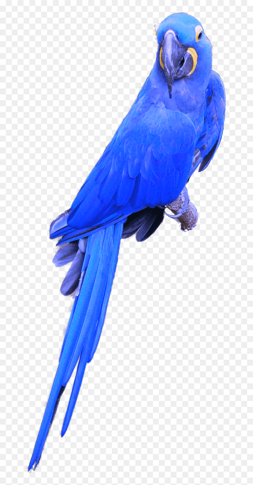 Hyacinth Macaw Png, Transparent Png - parrot png