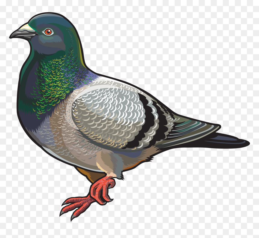 Pigeon Clipart, HD Png Download - doves png