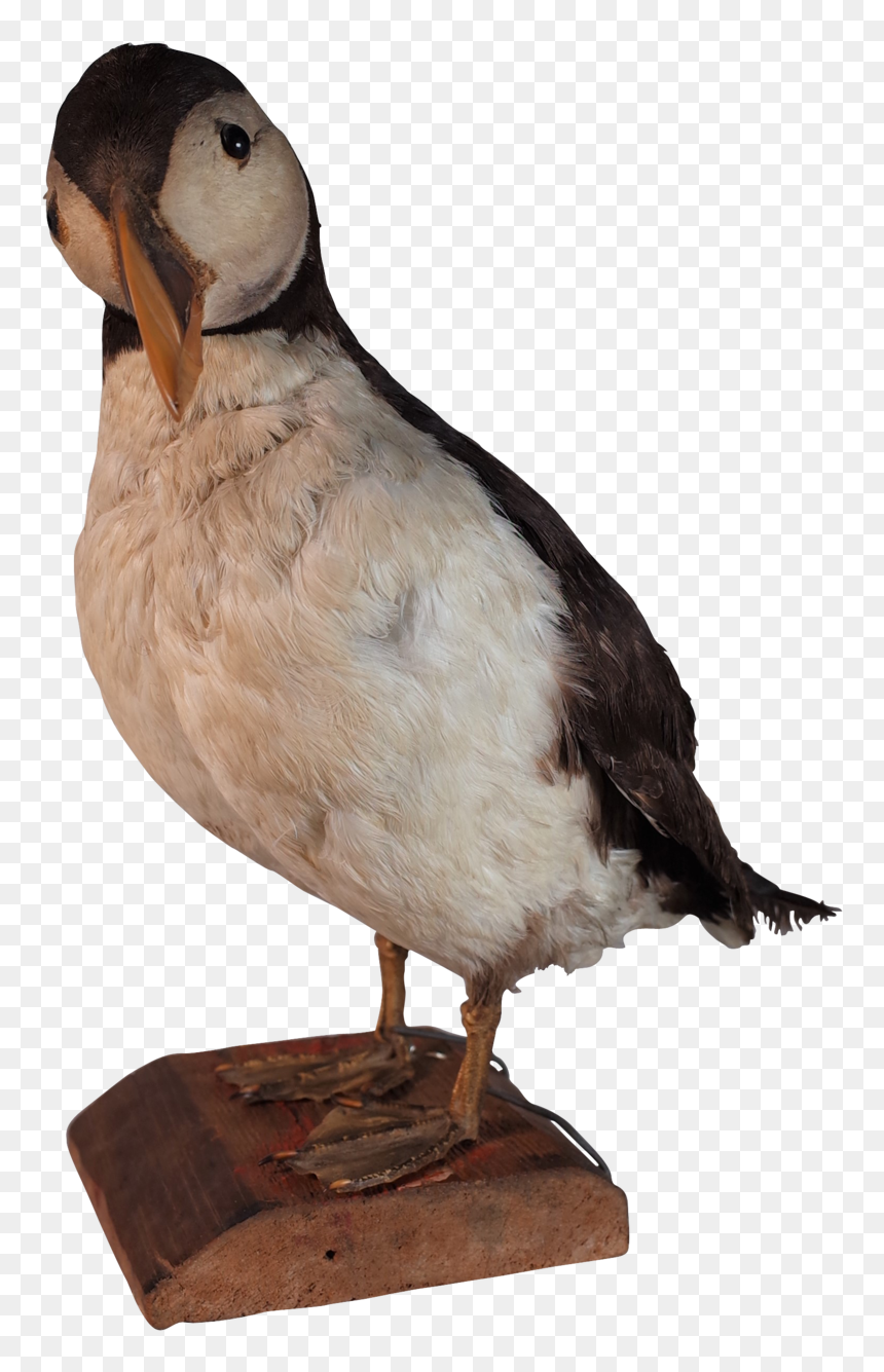 Atlantic Puffin, HD Png Download - parrot png