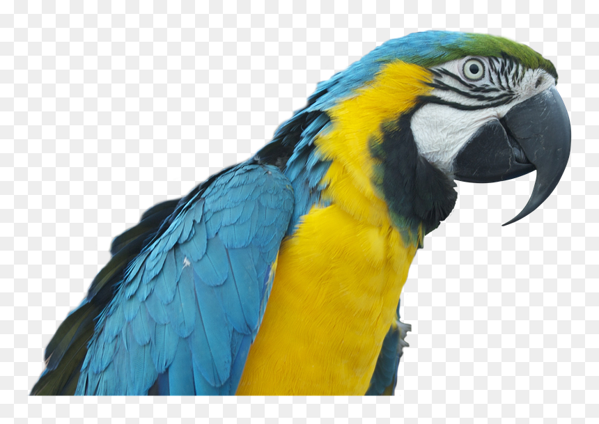 Papağan Png, Transparent Png - parrot png