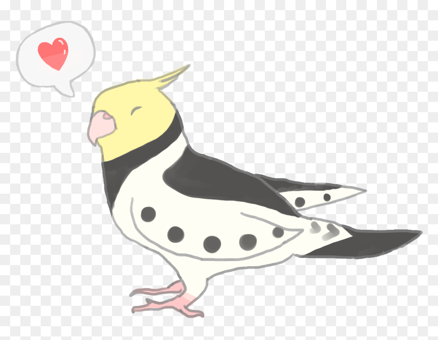 Cockatiel, HD Png Download - parrot png