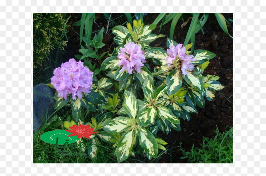 Love In The Mist, HD Png Download - rhododendron png