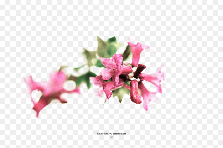 04, HD Png Download - rhododendron png