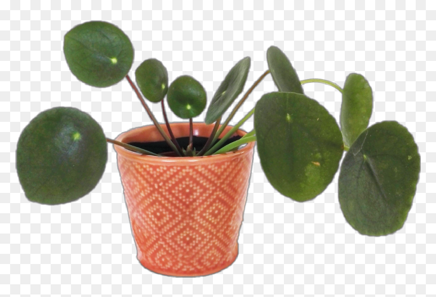 #plant #aesthetic #arthoe #planthoe #plants #flower - Flowerpot, HD Png Download - rhododendron png