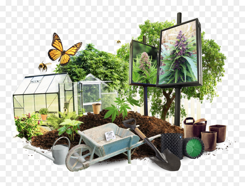 Growing Cannabis Outdoors, HD Png Download - outdoors png