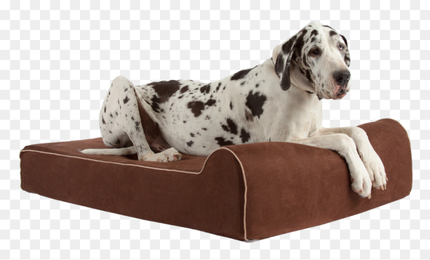 "
data Rimg="lazy"
data Rimg Scale="1"
data Rimg Template="//cdn - Dalmatian, HD Png Download - dog bed png