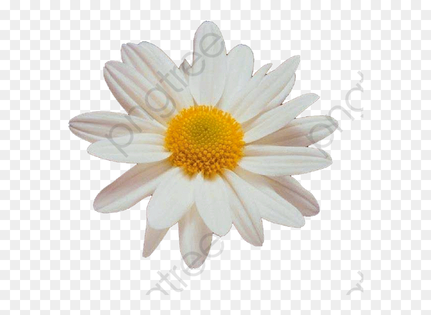 Small Clipart Simple Category - Small Flower Png, Transparent Png - daisy clipart png