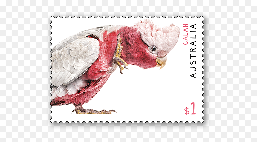 Australian Fauna Stamp Issue - Australian Postage Stamps 2019, HD Png Download - save the date stamp png